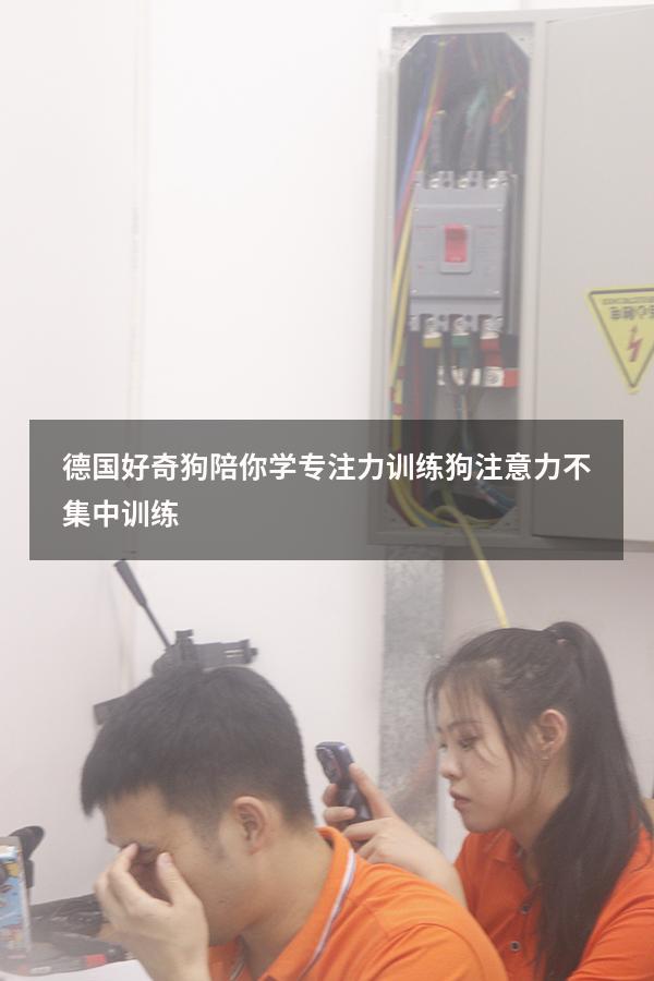 德国好奇狗陪你学专注力训练（狗注意力不集中训练）