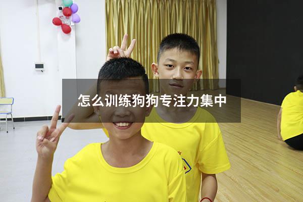 怎么训练狗狗专注力集中