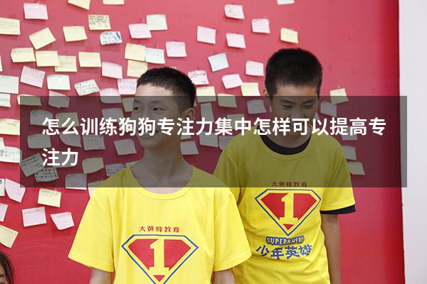 怎么训练狗狗专注力集中（怎样可以提高专注力）